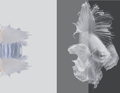 Betta fish study